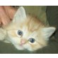 Norwegische Waldkatze - Katze
