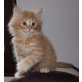 Norwegische Waldkatze - Katze