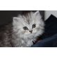 Norwegische Waldkatze - Katze