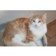 Norwegische Waldkatze - Katze