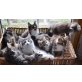 Norwegische Waldkatze - Katze