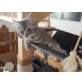 Norwegische Waldkatze - Katze