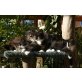 Norwegische Waldkatze - Katze