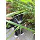 Norwegische Waldkatze - Katze