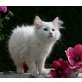 Norwegische Waldkatze - Katze