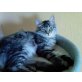 Norwegische Waldkatze, Norwegische Waldkatze - Katze