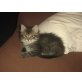 Norwegische Waldkatze / Türkisch Angora Mix - Kater