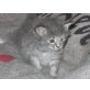 Norwegische Waldkatze und Maincoon - Kater