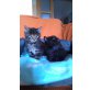 Norwegische Waldkatzenmix - Kater
