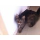 Norwegische Waldkatzenmix - Katze