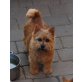Norwich-Terrier - Hündin