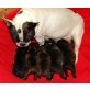 Nostradamus, Französische Bulldogge mit FCI Stammbaum Welpen - Rüde