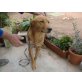 Notfall Arto wunderschöner Labrador-Mix (ca.  - Rüde