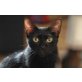 Notfall! Kater Mio verliert sein Zuhause, EKH und Hauskatze - Kater