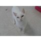 Notfall Katze Barbie, EKH und Hauskatze - Katze