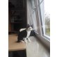Notfall Lilly, Europäisch Kurzhaar - Katze