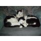 Notfall: Sally und Samson - Zuhause verloren - Kater