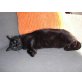 Notfall Soltera, EKH und Hauskatze - Katze