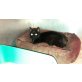 Notfall-Tier Maria - Katze