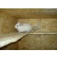 Notfallpärchen sucht neues Zuhause, Langschwanzchinchilla