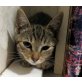 Notfellchen: *Gilla* - auf einem Auge blind! - Katze
