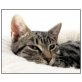 Notfellchen: Hübsche Räderkatze Elvira 5 Mo- - Katze