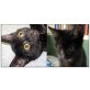 Notfellchen: Verschmuste Schwärzlinge aus NÖ! - Kater