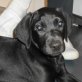 Nova, Labrador-Mischling Welpen - Hündin