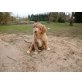 Nova Scotia Duck Tolling Retriever - Hündin