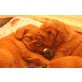 Nova Scotia Duck Tolling Retriever Welpen - Rüde