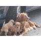 Nova Scotia Retriever Welpen - Rüde