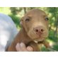 Nozi, Pitbull-Mischling Welpen - Hündin