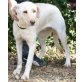 Nube, Labrador Retriever - Hündin