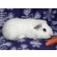 Nubo, Cyu=Riesenmeerschwein Kastrat - männlich