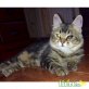 Nuca-auf dem linken Auge blind, Dringender Notfall !!! mit Video - Katze