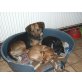 Nuesschen, eine Seele von Hund - Rüde
