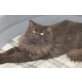 Nugat, Perser - Kater