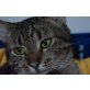 Nugget, Europäisch Kurzhaar - Katze