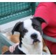 Nuka, Basset Boxer Mix - Hündin