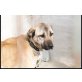 Nuka, Kangal-Mix Mädchen 10 Monate - Hündin