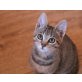 Nuka, Mischling - Katze