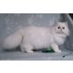 Number One, Perser - Kater