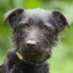 Nuna, Schnauzer-Mix - Hündin