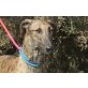 Nuna, sanfte Galga, Galgo Español - Hündin