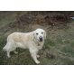 Nunu, Golden Retriever - Hündin