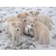 Nur noch 4 Golden-Retriever x Weißer Schäferh Welpen - Rüde