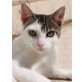 Nuria, träumt von ihrem ersten eigenen Zuhause - Katze