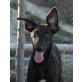 Nuric, Galgo-Mix - Rüde