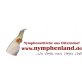 Nymphensittich