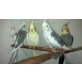 Nymphensittiche, Nymphensittich